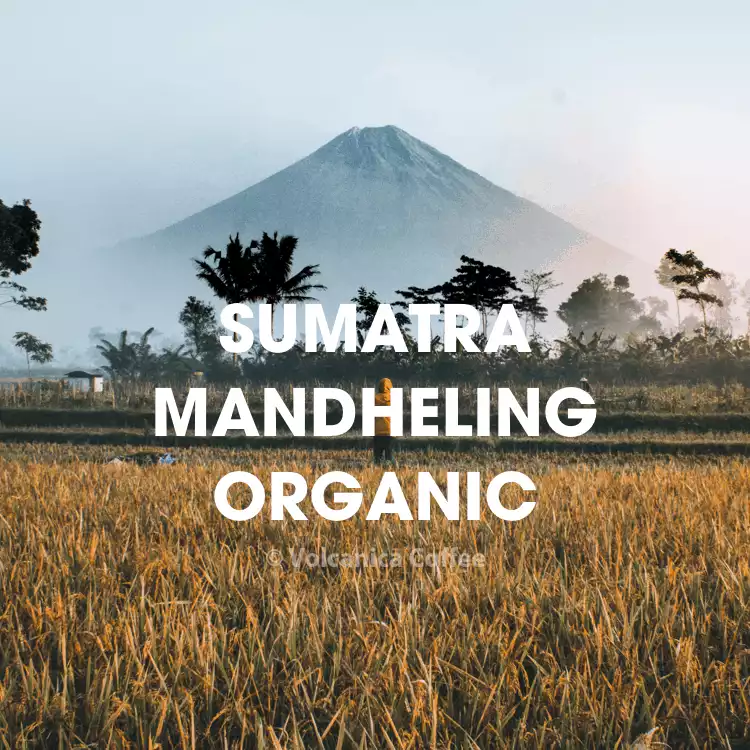 Sumatra Mandheling Coffee