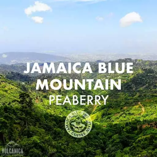 100% Jamaica Blue Mountain Peaberry