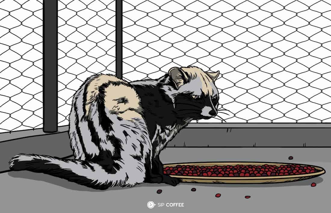 palm civet in a cage illustration