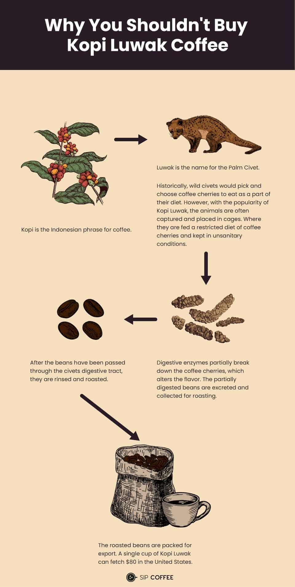 how Kopi Luwak coffee is made 