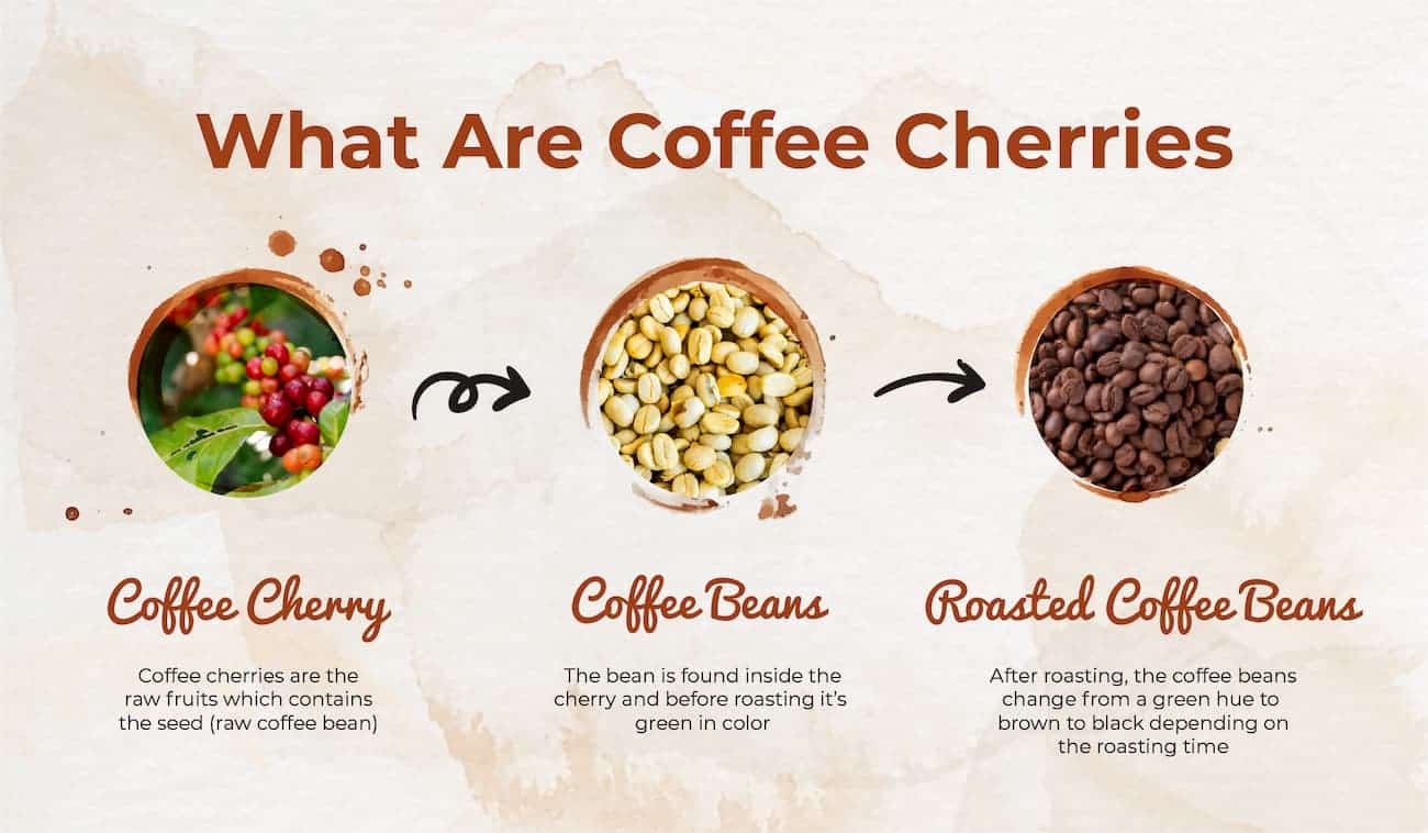 what are coffee cherries infographic