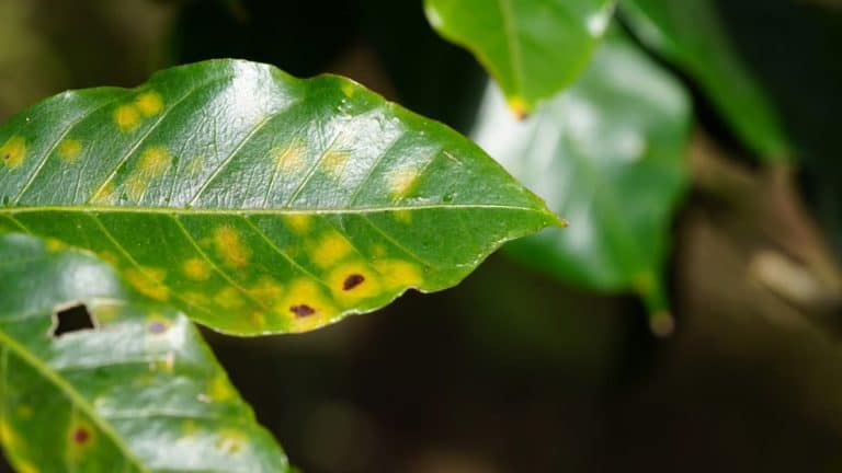 Coffee Leaf Rust: A Nightmare Crop Disease