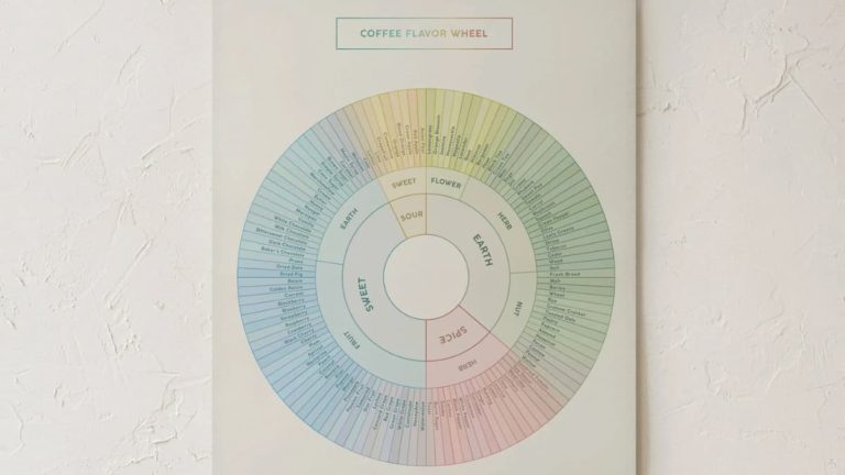 Coffee Flavor Wheel: How To Read It And Taste Your Cup