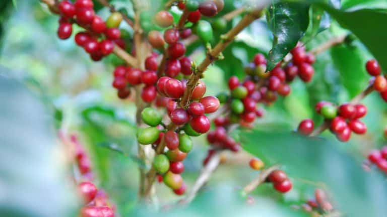 The 4 Best Shade Grown Coffee Brands 2022