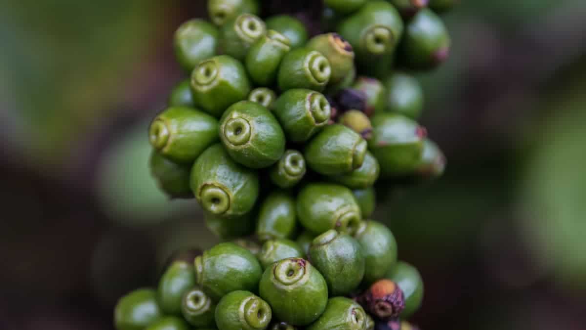 green coffee plants