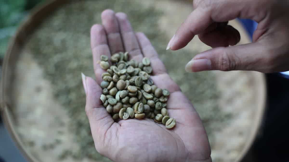 green unroasted beans