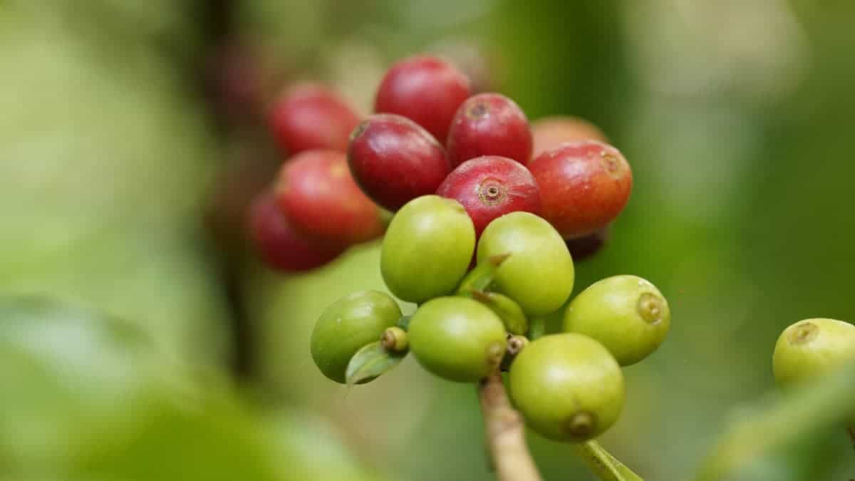 growing coffee