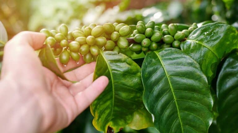 How to Grow a Coffee Plant: The Ultimate Guide